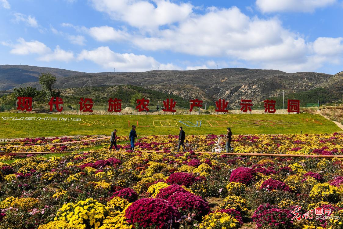 五彩菊花海引客来