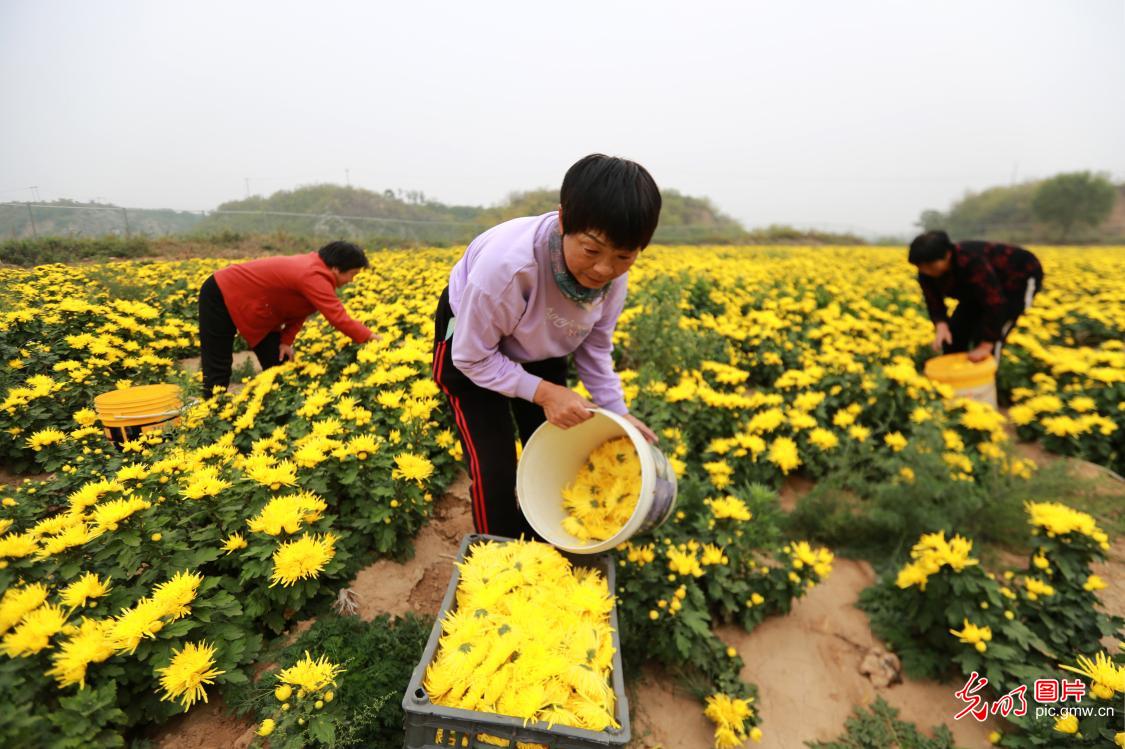 金丝皇菊采摘忙