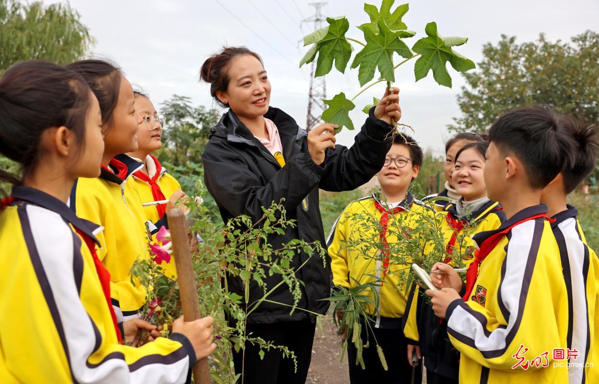 感受传统中医魅力 迎接“世界传统医药日”