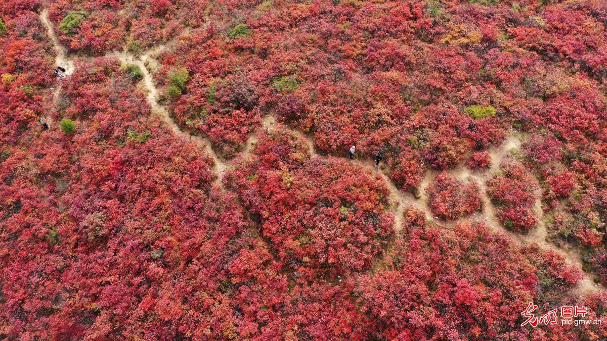 层林尽染漫山红