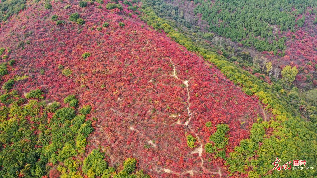 层林尽染漫山红