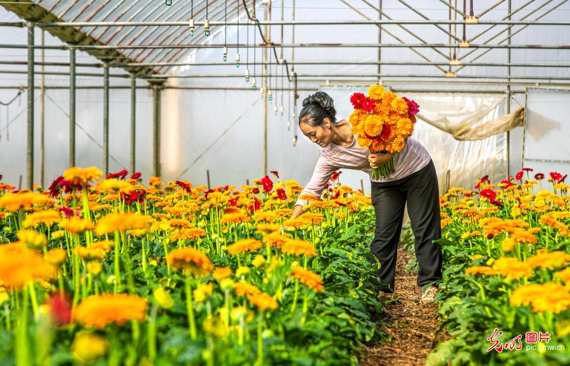 鲜花经济助增收