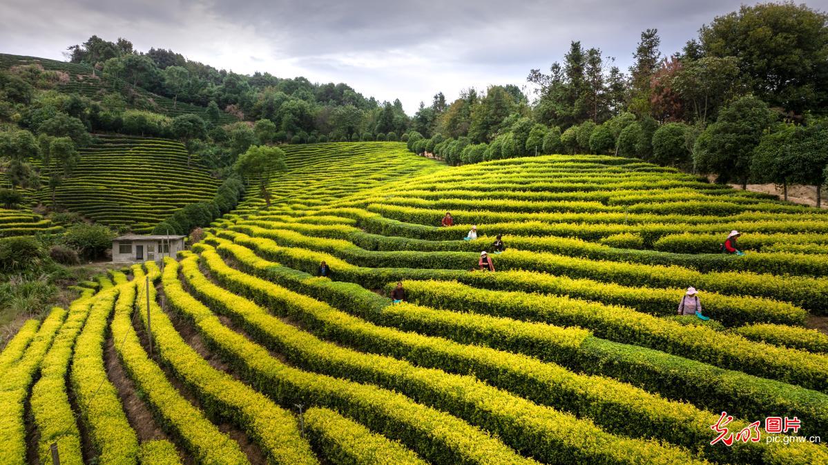 千亩茶园流翠叠金