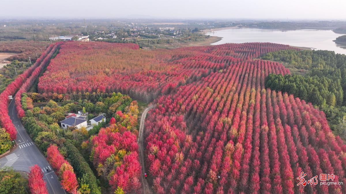 南京竹镇红枫盛景引游客