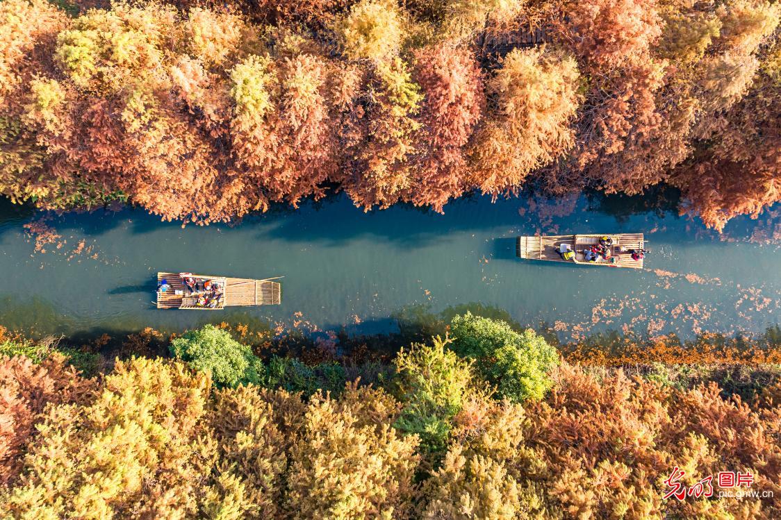 虎丘湿地公园冬景如画