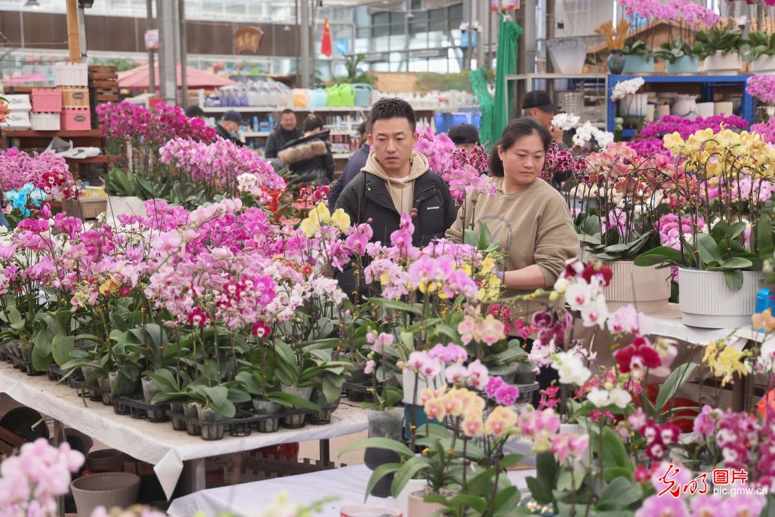 繁花似锦迎新年