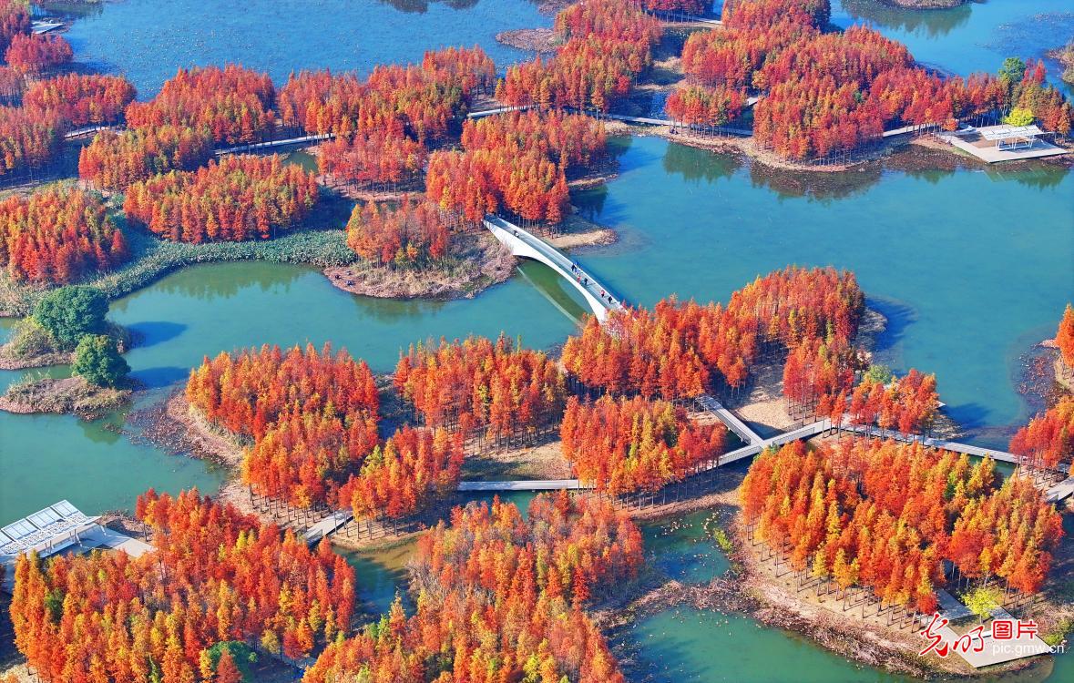 “水上森林”冬景独特