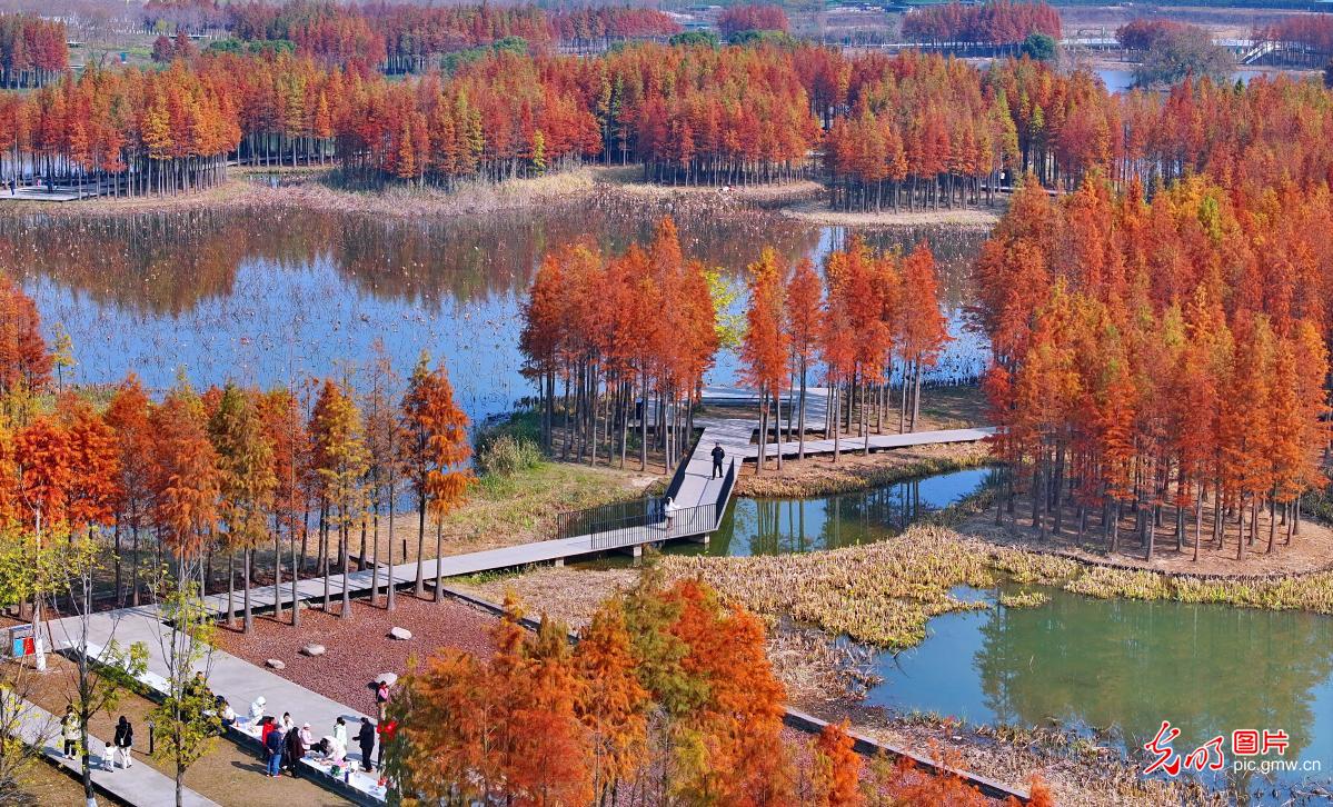 “水上森林”冬景独特