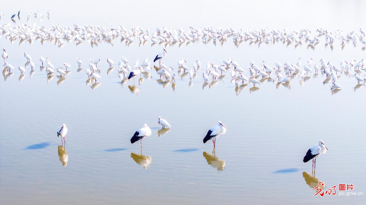 生态湿地 候鸟乐园