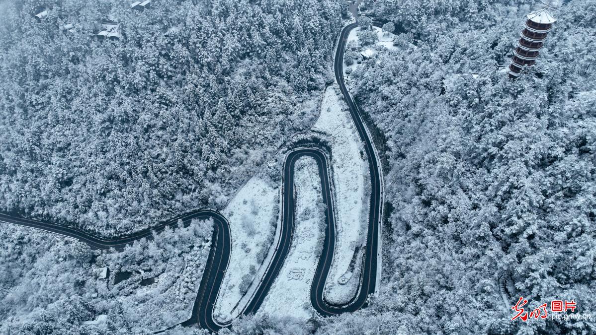 雪后森林裹银装