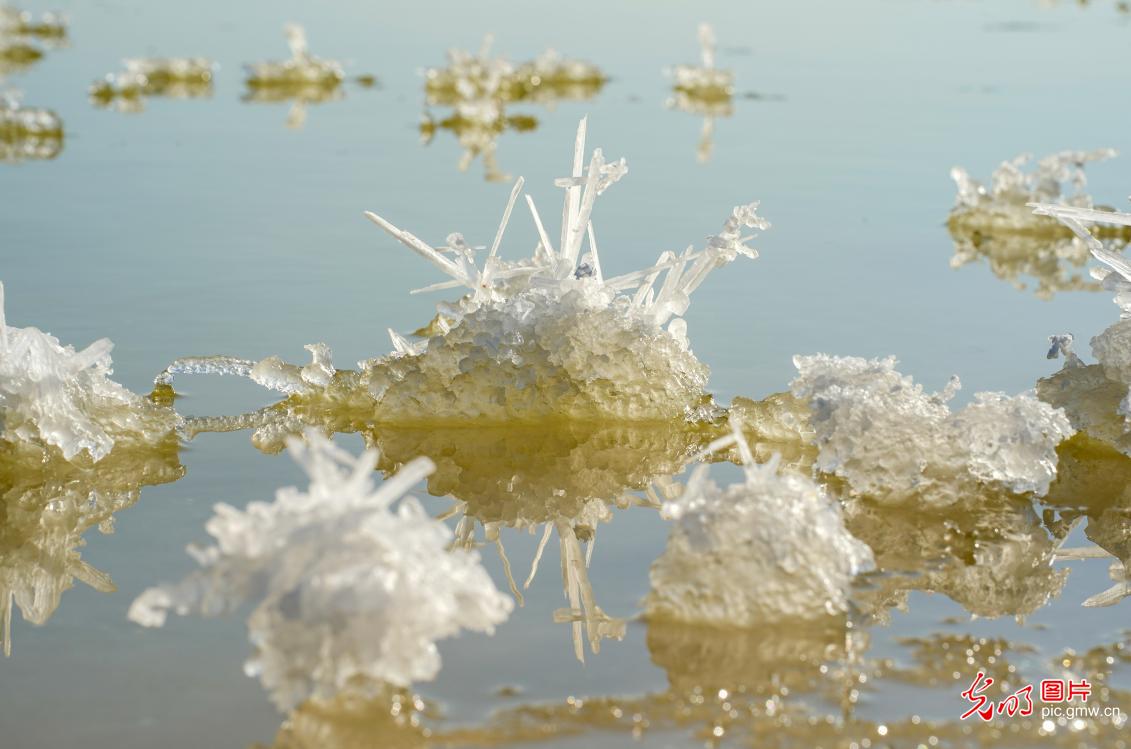 盐湖绽放“硝花”景观