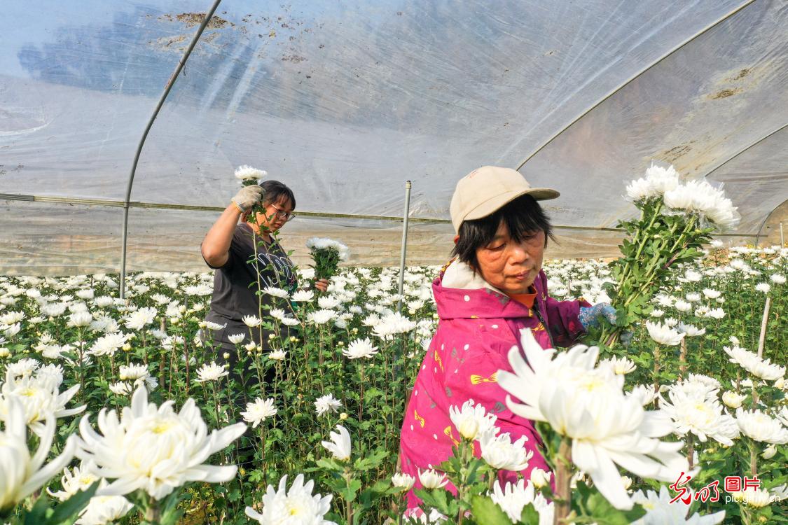 采摘鲜花供应春节市场