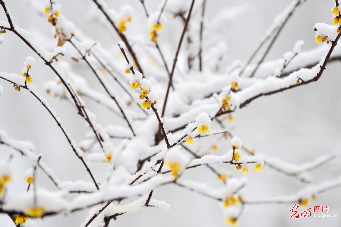 腊梅雪中绽放迎新春