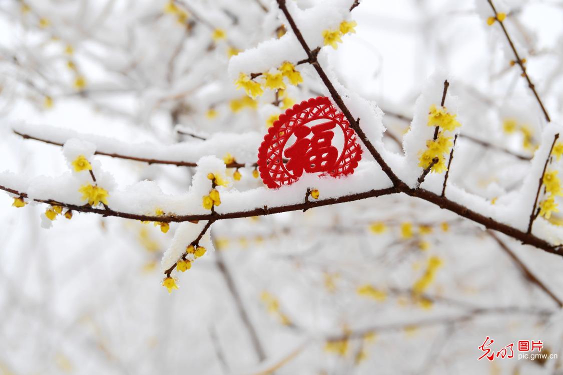 腊梅雪中绽放迎新春