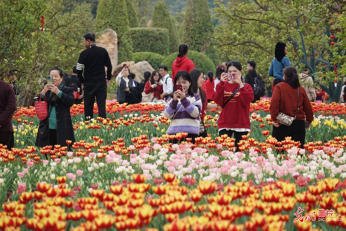 郁金香花海醉游人