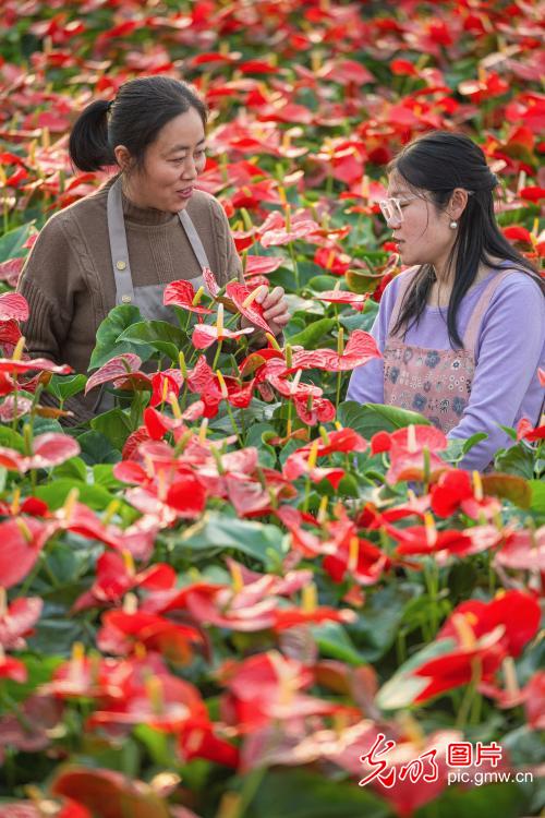 人勤春早 花开满棚