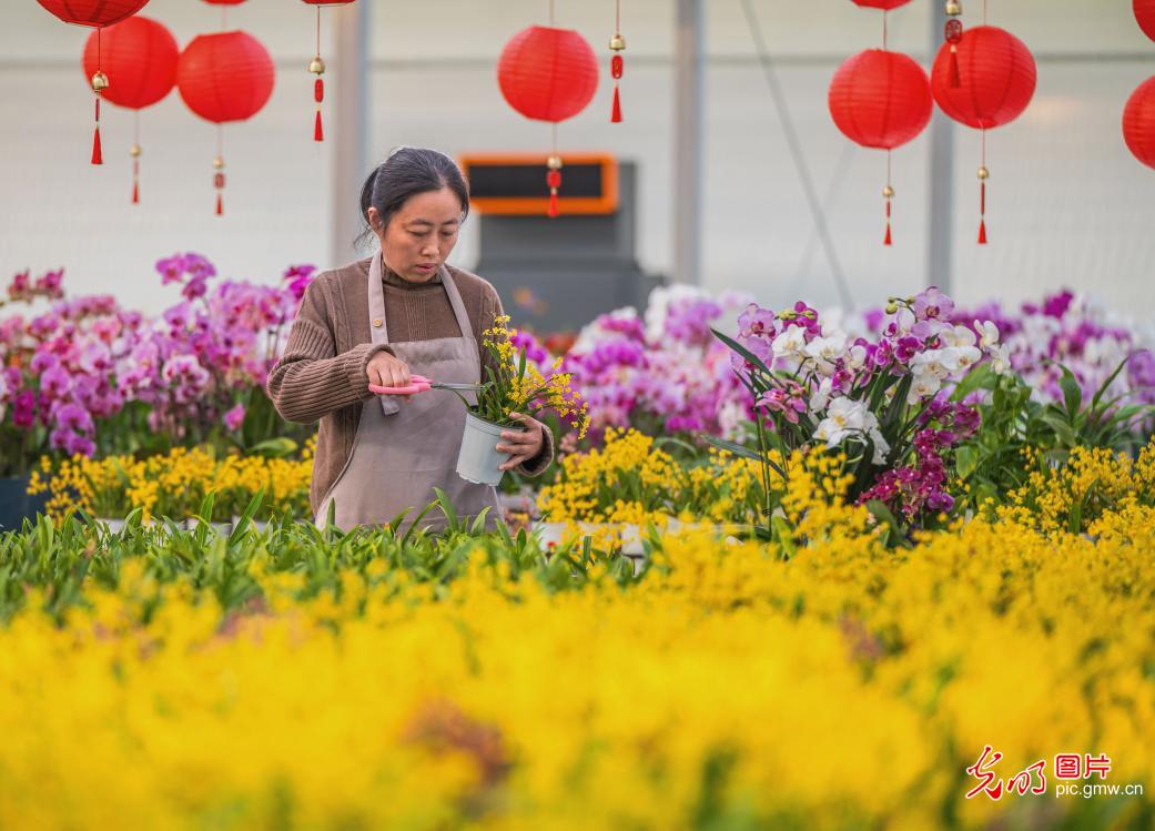 人勤春早 花开满棚