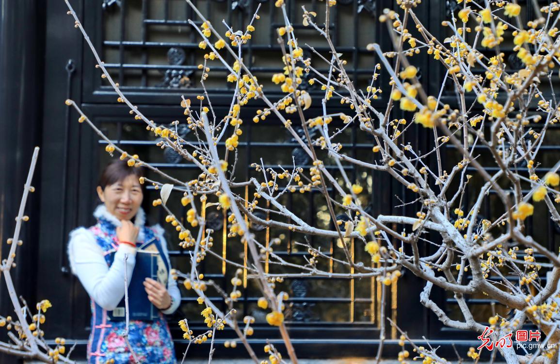 腊梅香 迎佳节