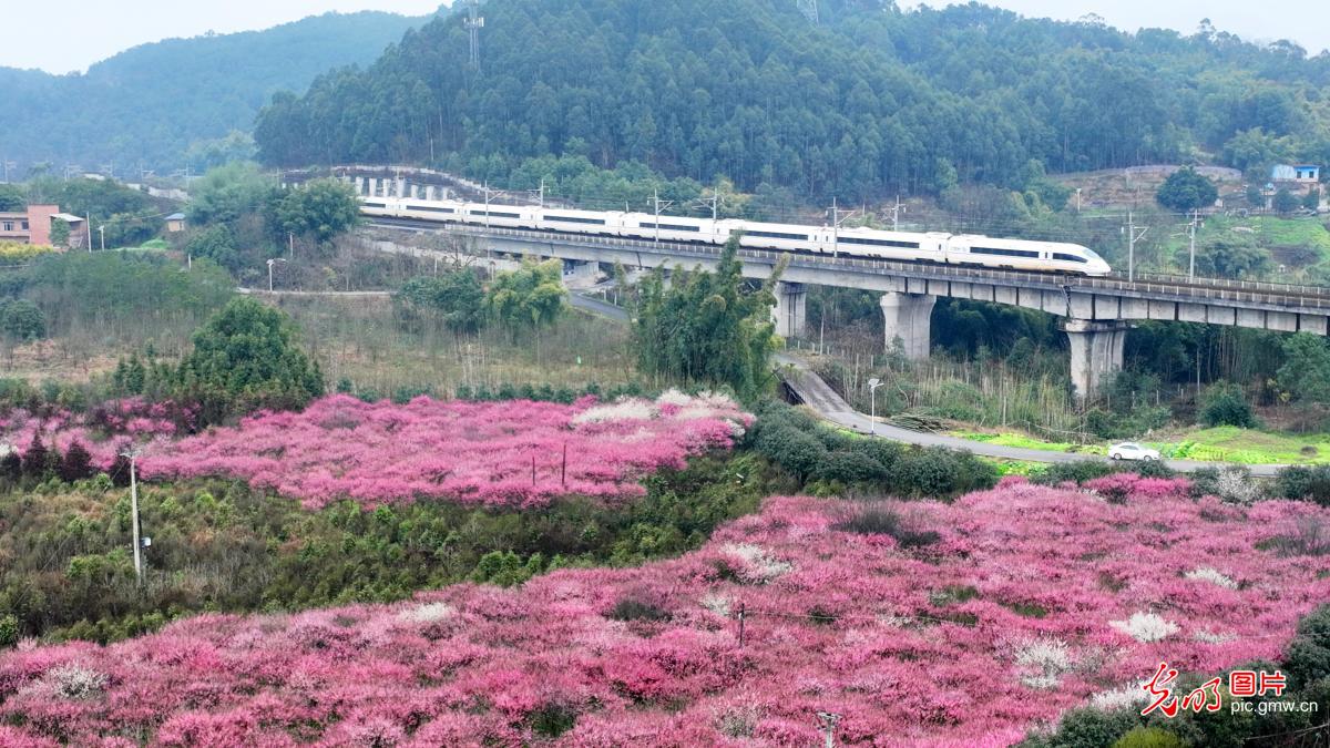 “花海列车”成美丽风景线