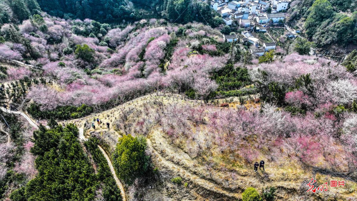 卖花渔村红梅艳