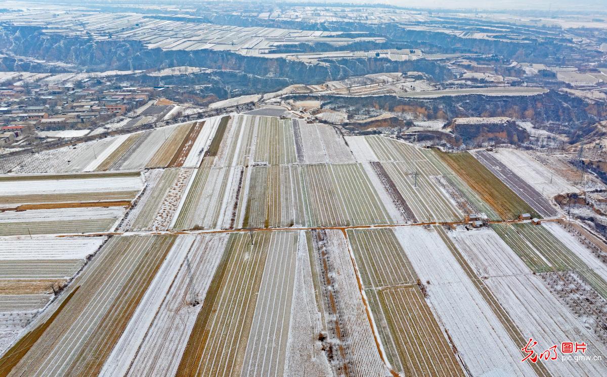 春雪润大地 “水墨”入画来