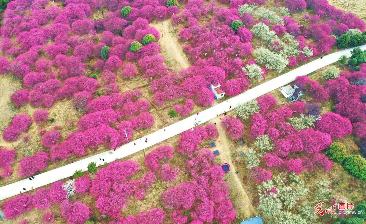 花开春意浓