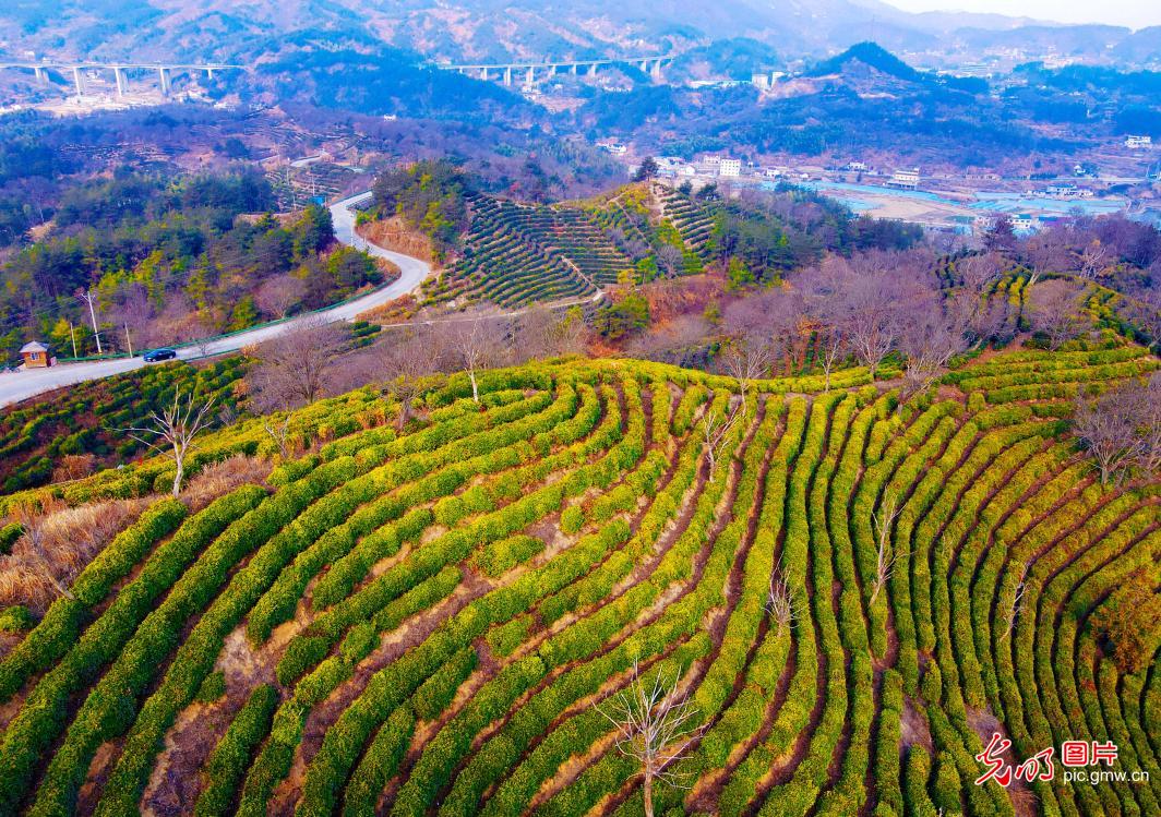 茶园绘就山村新景