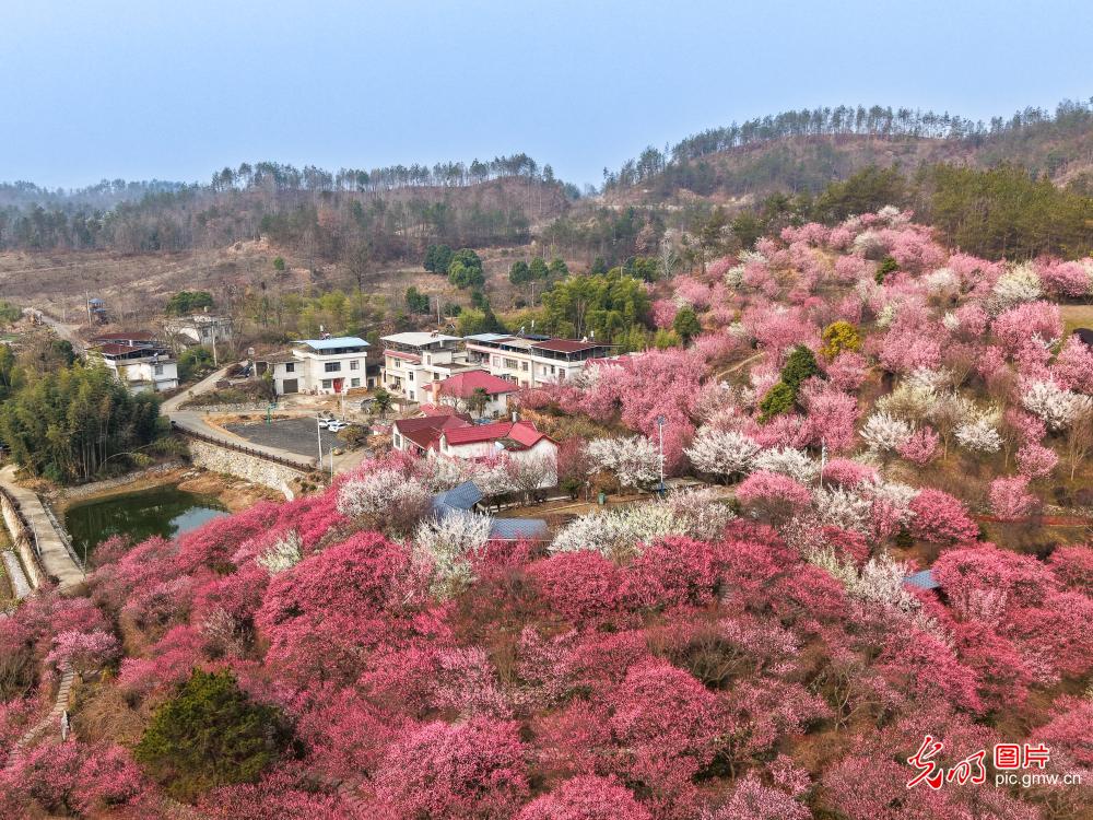 湖北罗田：和美乡村春光美