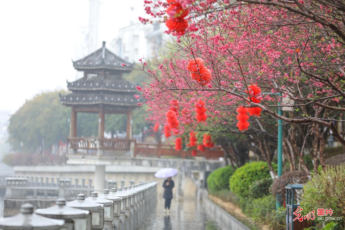 春暖花开 多地迎来赏花踏青热