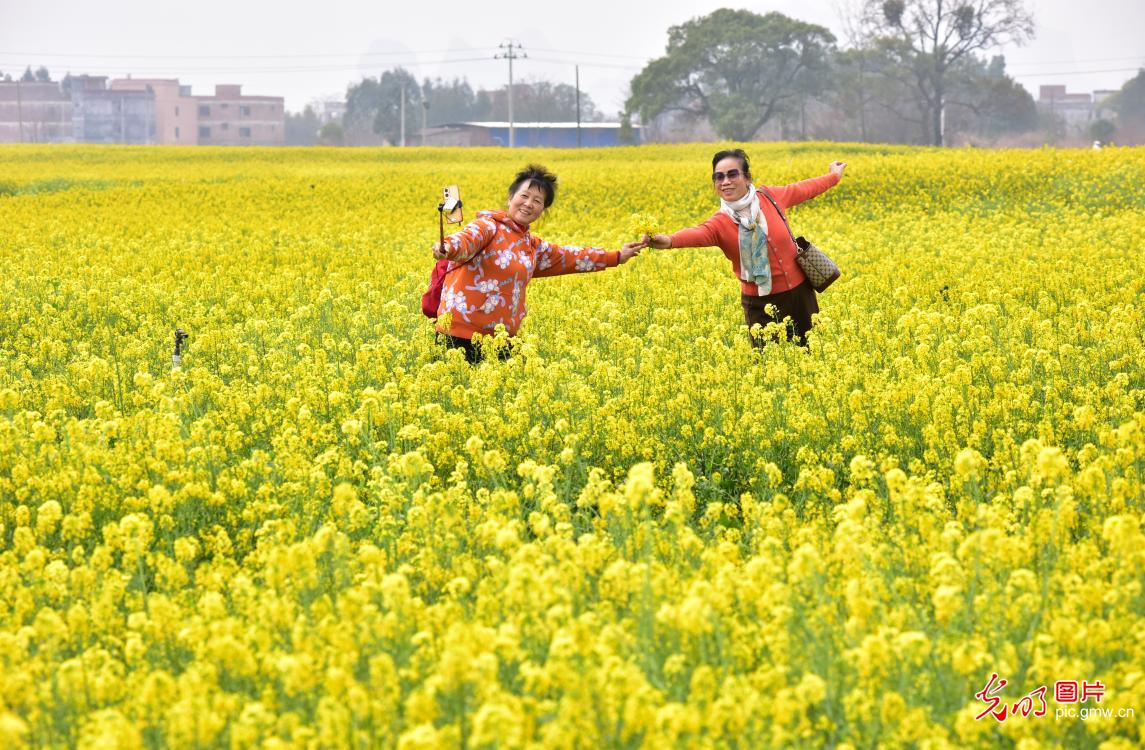 春暖花开 多地迎来赏花踏青热