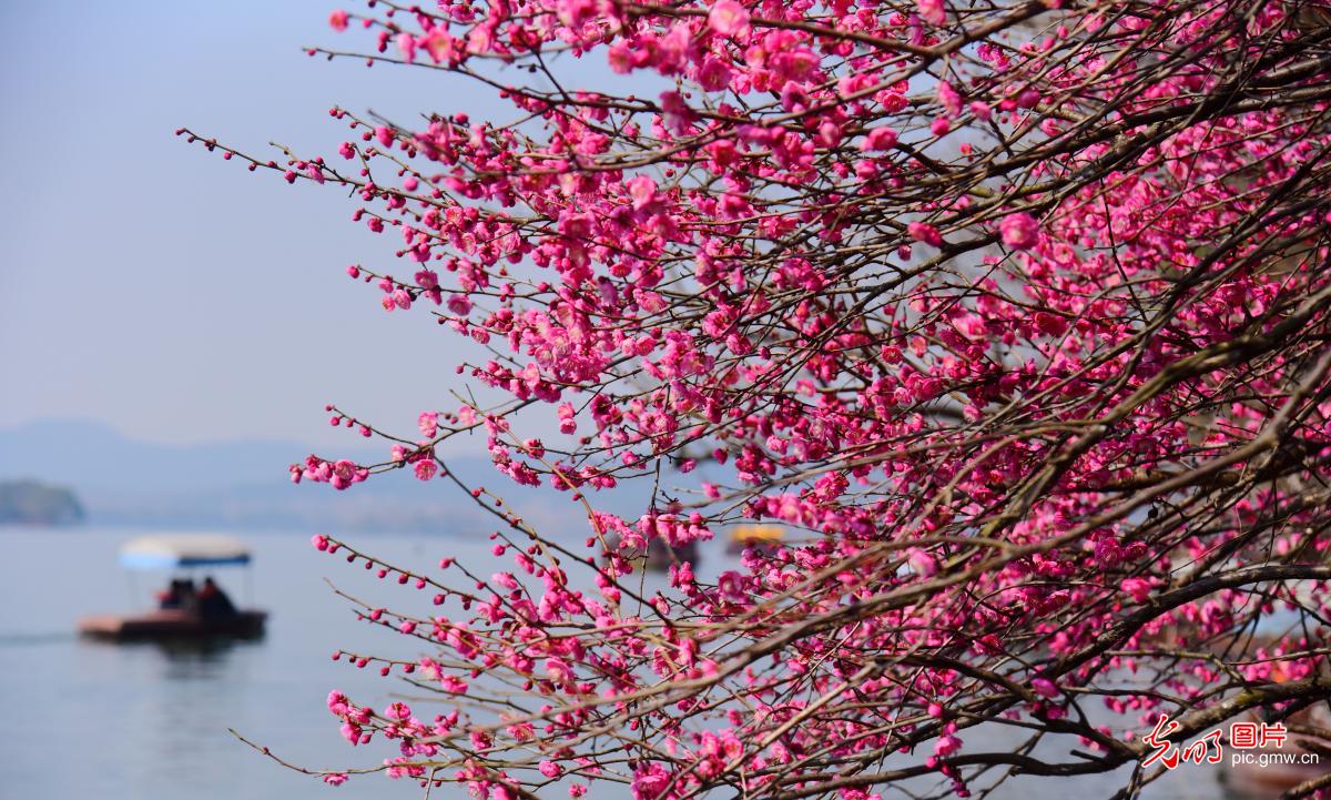 春暖花开 多地迎来赏花踏青热