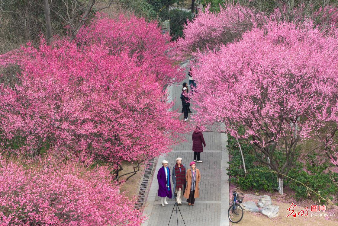 春暖花开 多地迎来赏花踏青热