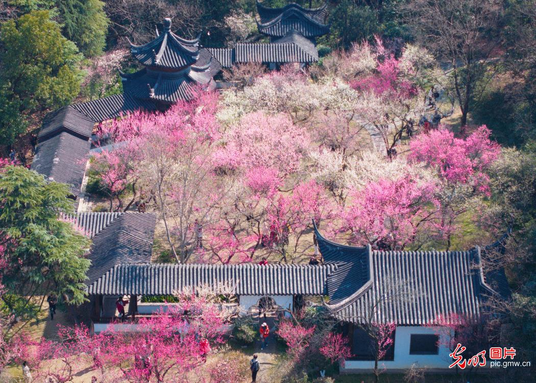 春暖花开 多地迎来赏花踏青热