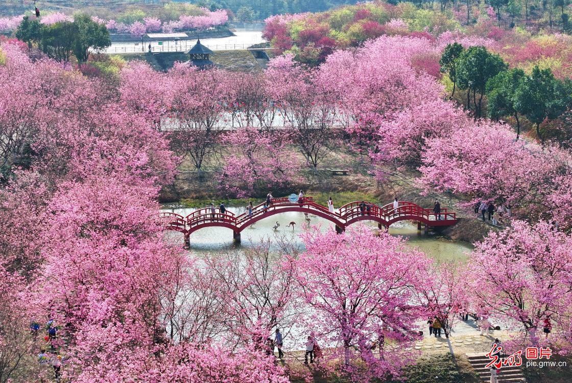 樱花烂漫春光好