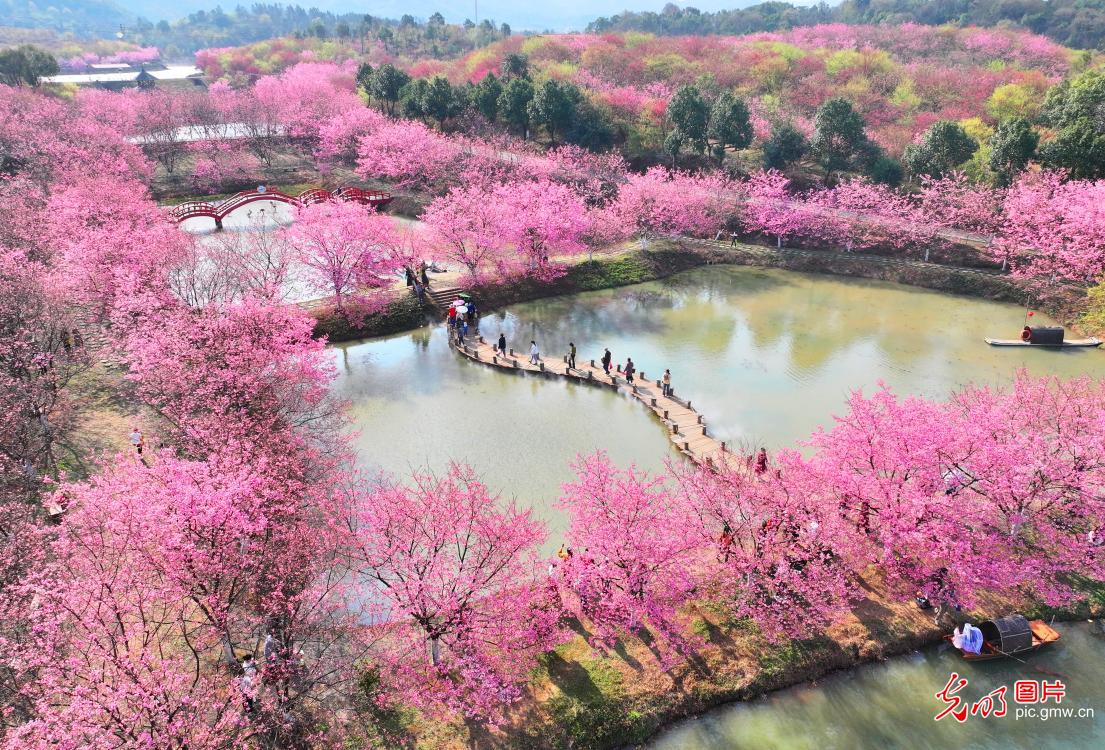 樱花烂漫春光好