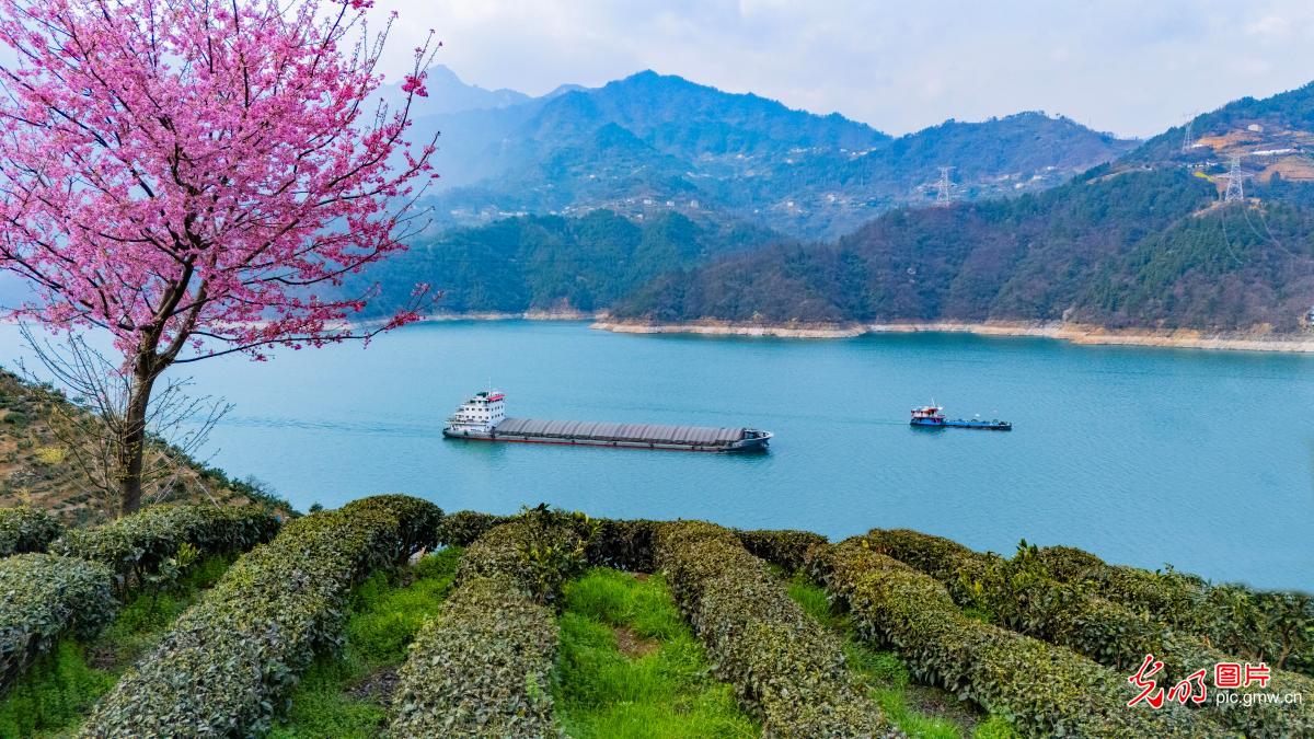 长江三峡春日美