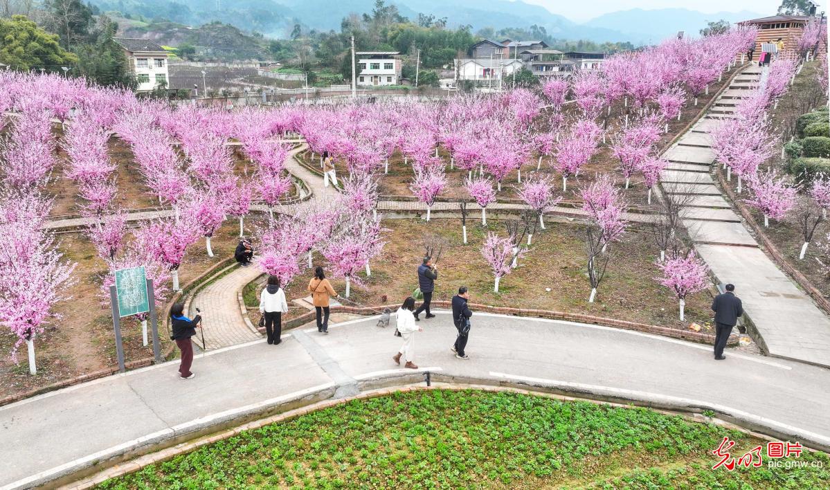 景区花海醉游人