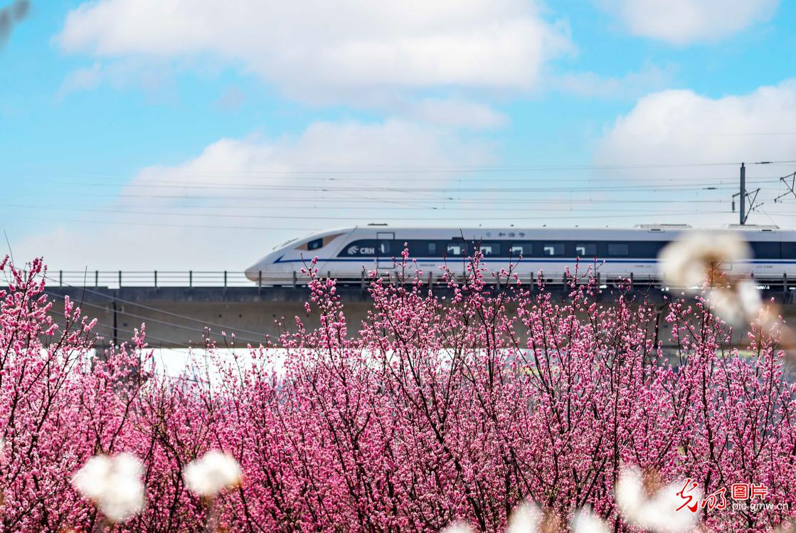 花海列车