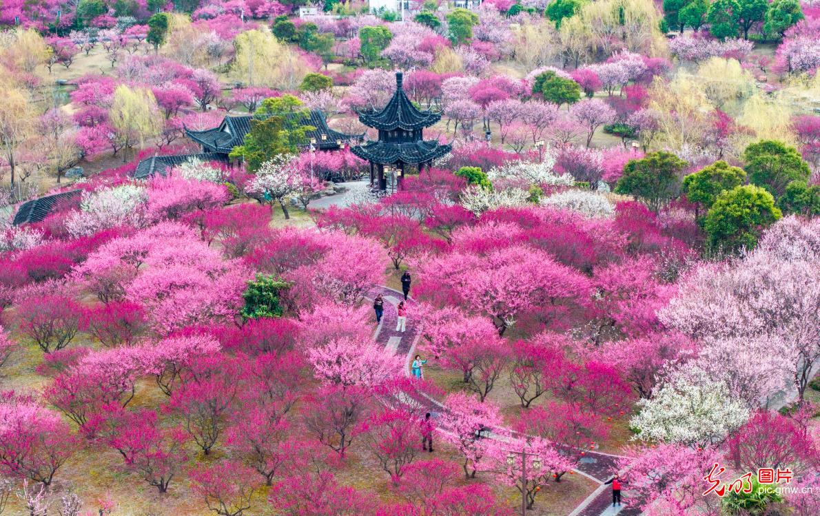 “赏花经济”点亮乡村游