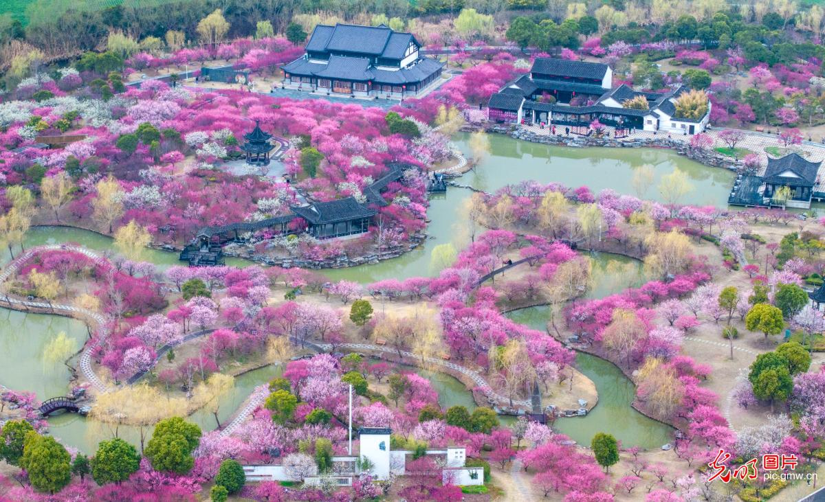 “赏花经济”点亮乡村游