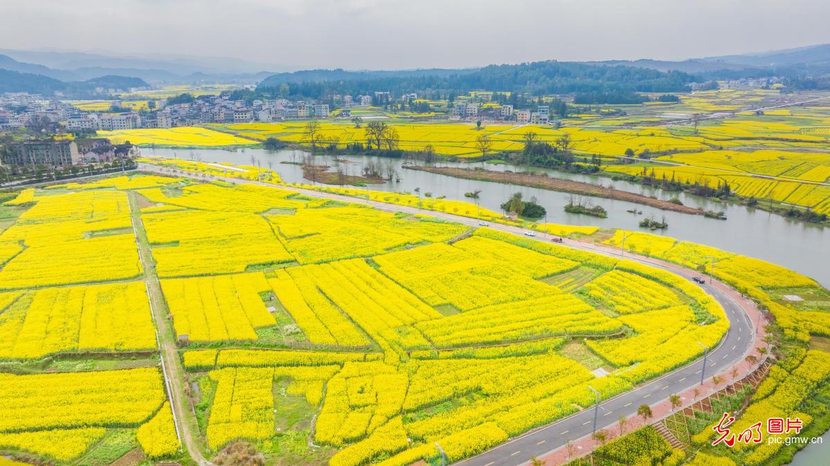 春日乡村花海如画