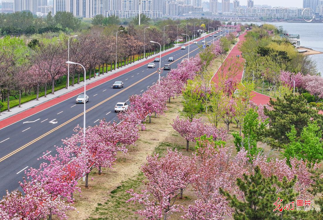 “樱花大道”尽赏繁花
