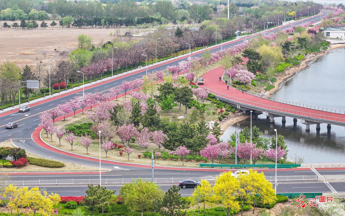 “樱花大道”尽赏繁花