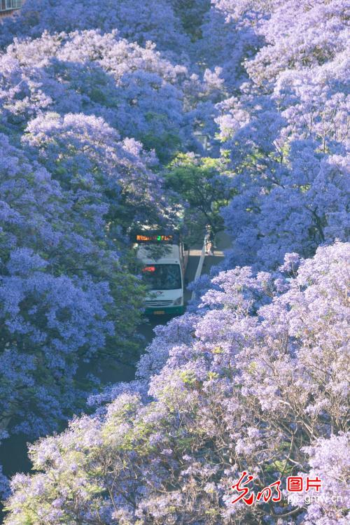 云南昆明：蓝花楹绽放