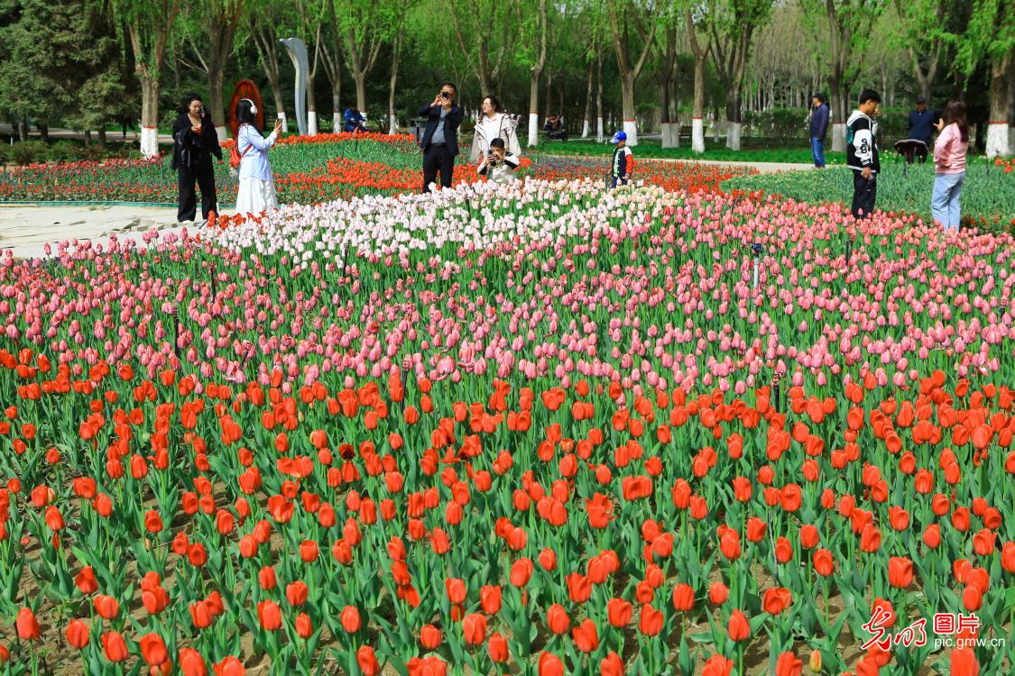 郁金香花开引客来