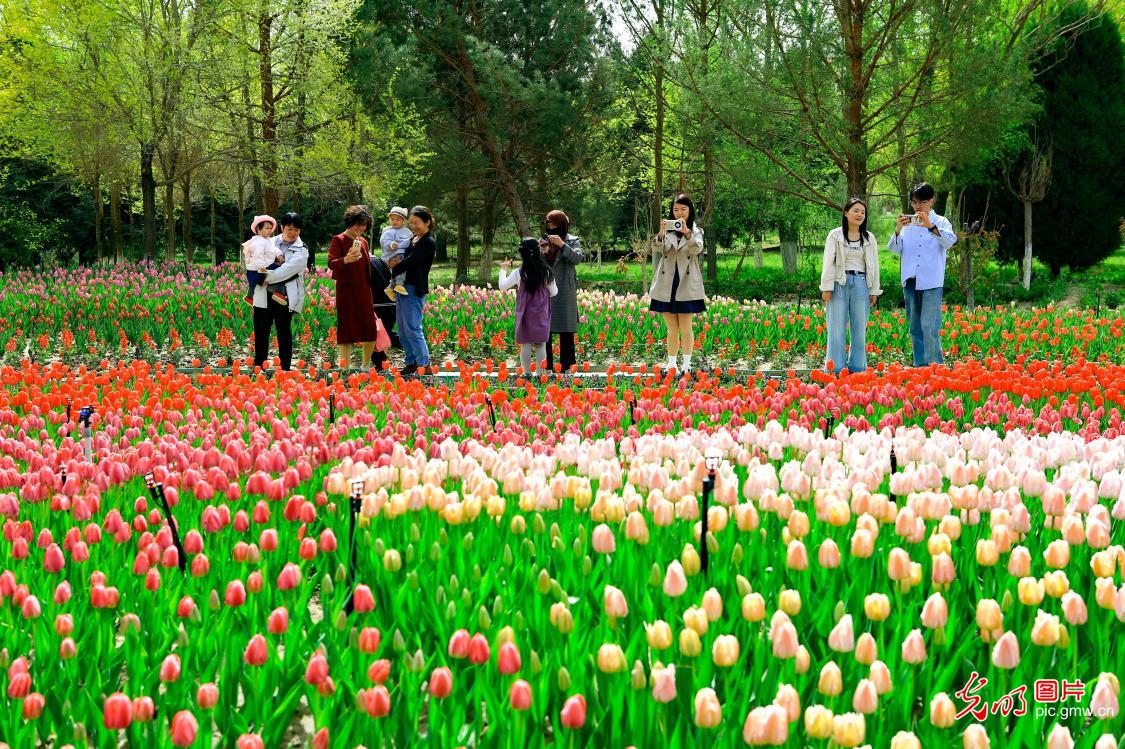 郁金香花开引客来