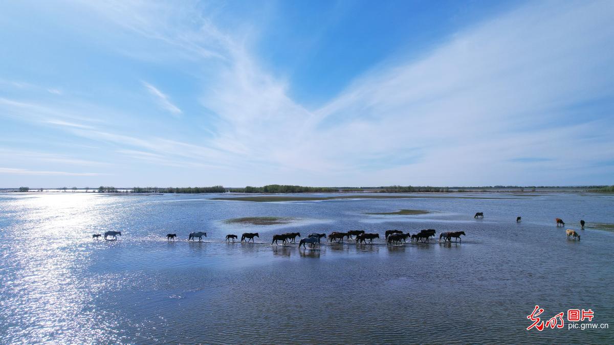 科克苏湿地景如画