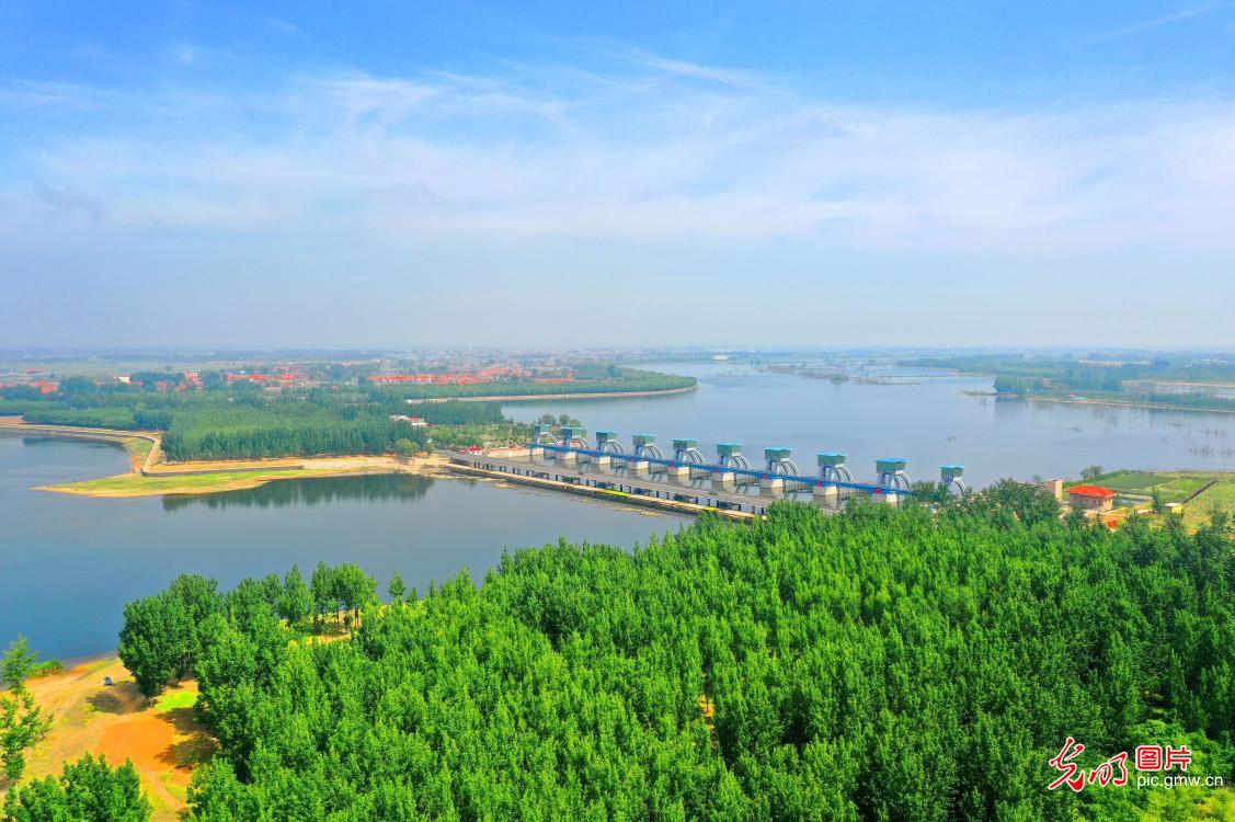 初夏大沽河 美景入画来