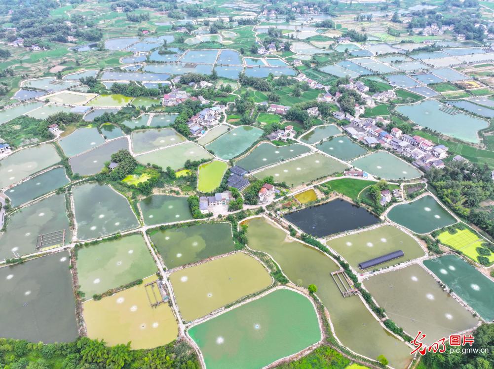 夏日鱼塘景如画
