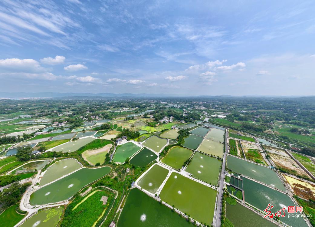 夏日鱼塘景如画